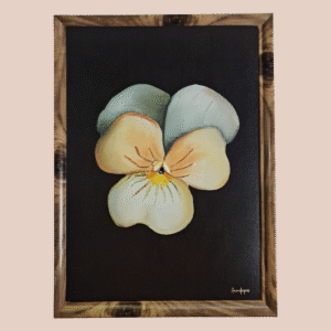 illustration-A4-Sweet pansy