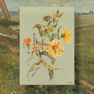 Planche botanique "le Calendula"