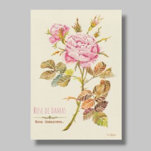 illustration Rose de Damas parfum