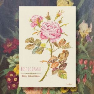 rose de damas, affiche peinture fleur