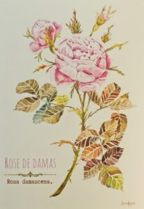 illustration Rose de damas