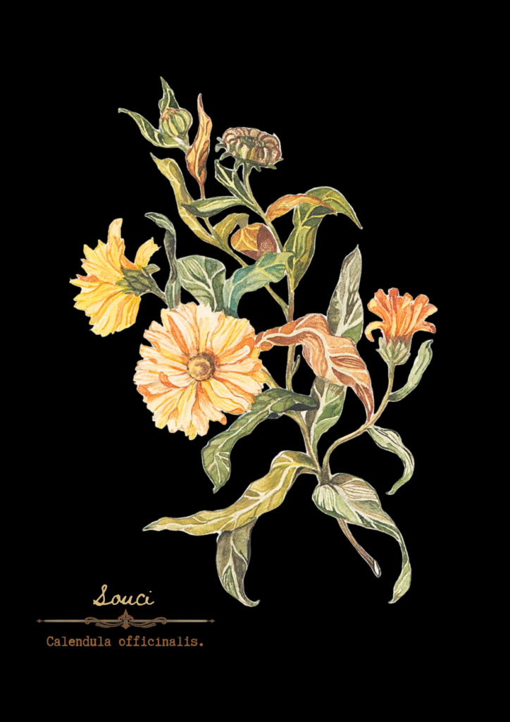 Illustration botanique calendula