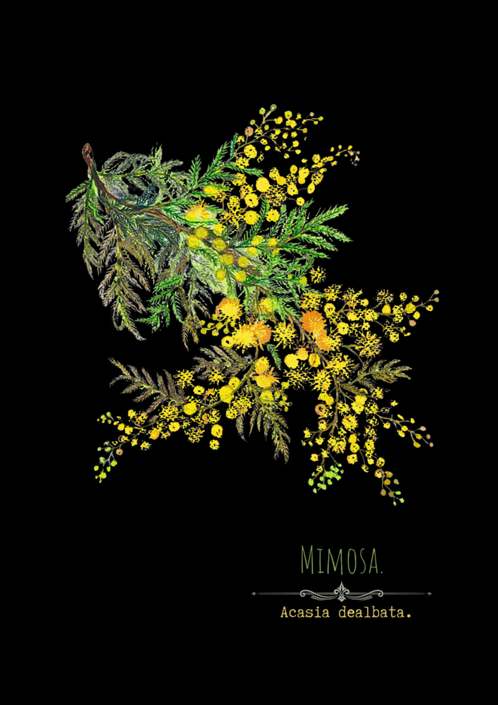 Planches botanique mimosa
