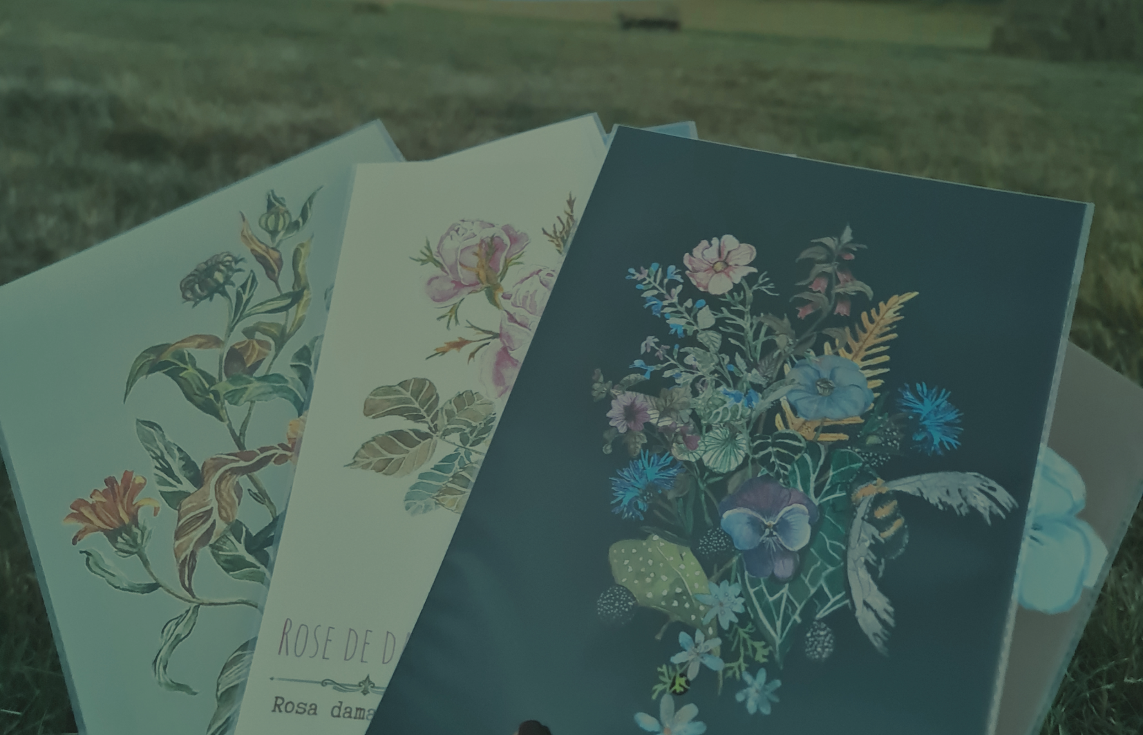 illustrations & planches botaniques